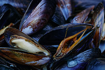 Shellfish ban, Restricted areas, Safety precautions, Untv news update HD wallpaper