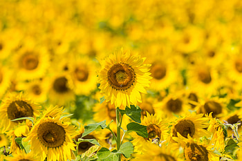 Flowers, Sunflowers, Bloom, Flowering, Field HD wallpaper