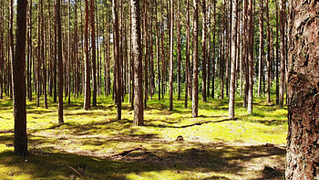 Ancient baltic pine tree, Palanga resort, Beautiful baltic country, Flora's charm HD wallpaper