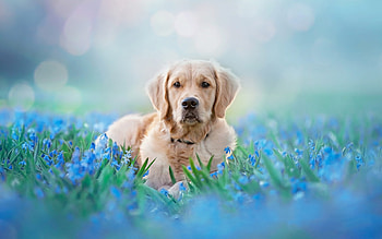 Pet animal, Meadow, Golden retriever HD wallpaper