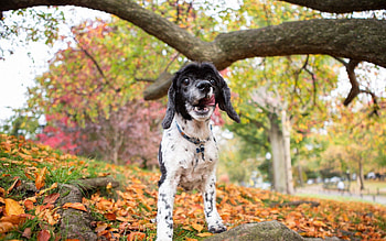 Animals, Trees, Grass, Leaves, Forest, Dog, Puppy HD wallpaper