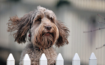 Animals, Dog, Muzzle, Fence, Puppy, Wind HD wallpaper