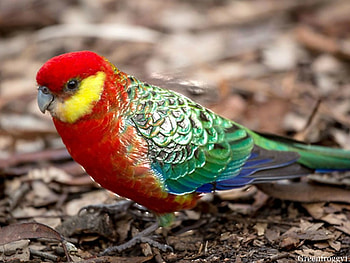EASTERN ROSELLA, EASTERN, ROSELLA, PARROT HD wallpaper
