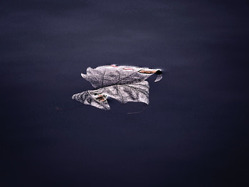 Floating Leaf , floating, leaf, nature HD wallpaper