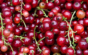 Currants, Fresh fruit, Delightful snack, Nutritious choice HD wallpaper