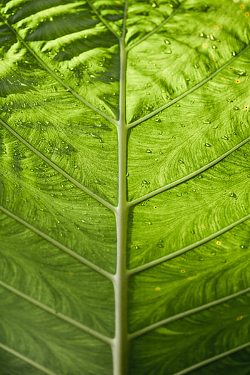 Macro, Sheet, Leaf, Stripes, Streaks, Veins HD phone wallpaper