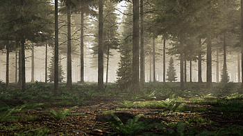 Artistic depiction, Spruce forest, Realistic artwork, Nature's abundance HD wallpaper