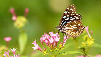 White Dots Brown Black Butterfly On Pink Flower Petals In Green Background Butterfly HD wallpaper