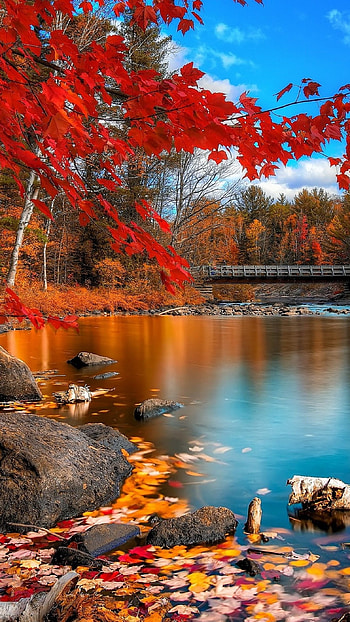 Beautiful For, Adorable View HD phone wallpaper