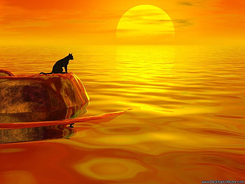 Sun, abstract, sky, cat, water, sunrise HD wallpaper