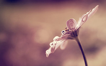 Drops, Flower, Macro, Glare, Petals HD wallpaper