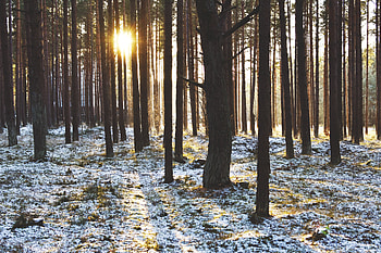 Winter, Nature, Trees, Sunset, Sun, Rays, Beams, Forest HD wallpaper