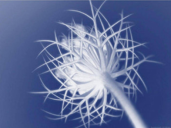 White Snow Flower, winter, white, snow, flower HD wallpaper