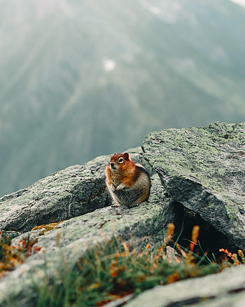 Animals, Wildlife, Animal, Rodent, Chipmunk HD phone wallpaper