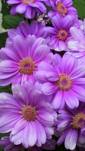 Chrysanthemum flowers, Nature's beauty, Vibrant colors, Blooming petals HD phone wallpaper