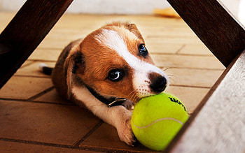 Animals, Dog, Ball, Playful, Puppy, Play HD wallpaper