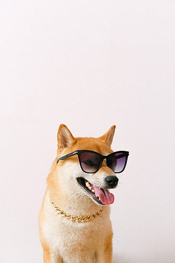 A cool Shiba Inu dog with sunglasses and a gold chain, showcasing a playful attitude. HD phone wallpaper