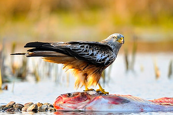 Eagle w Food, cool HD wallpaper