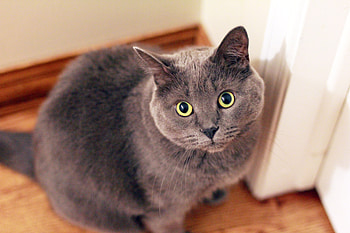 Cat Face, cat, animals HD wallpaper