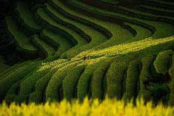 :), nature, field, green, rural, yellow, texture HD wallpaper
