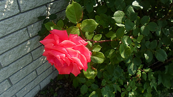 Rose, green, red, flower HD wallpaper