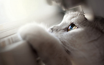 Animals, Light, Cat, Muzzle, Eyes, Light Coloured HD wallpaper