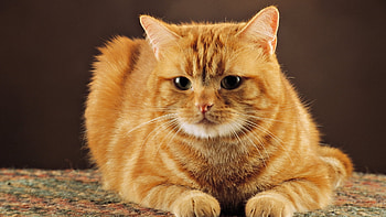 Animals, Cats HD wallpaper