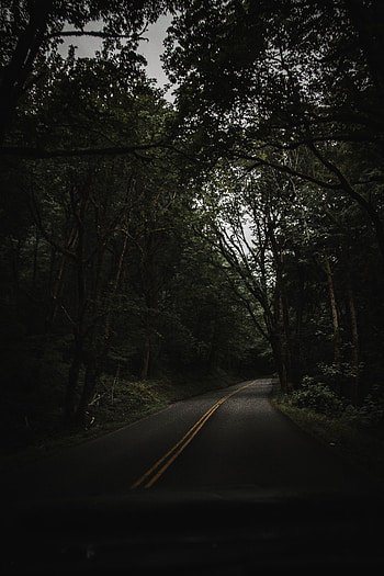 Nature, Trees, Road, Turn, Asphalt HD phone wallpaper