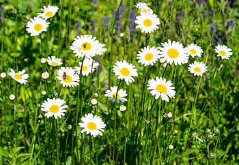 Flori de camp, margarete, ser, var, aer, cer HD wallpaper