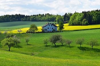 Charming farmhouse surrounded by vibrant fields and trees in a lush rural landscape. HD wallpaper