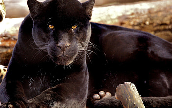 panther , Majestic black panthers, Wild cat beauty, Stunning feline HD wallpaper