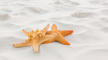 Starfish, Animals, Close up, Sand HD wallpaper