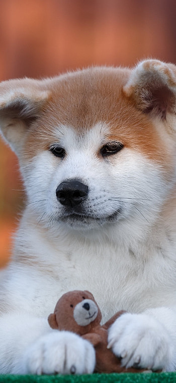 Akita breed, Gentle giant, Powerful physique, High intelligence HD phone wallpaper