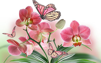 Pink and yellow butterflies, Bud, Flowers, Butterflies, Pink HD wallpaper