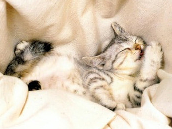 Kitty Togetherness, cats, sleepy, animals, kittens HD wallpaper