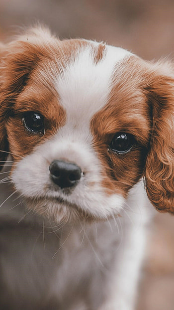 King Charles Spaniel, Puppies HD phone wallpaper