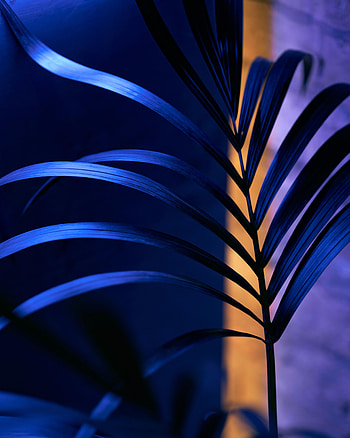 Leaves, Plant, Macro, Dark, Branch HD phone wallpaper