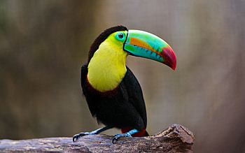 Animals, Bird, Sit, Beak, Log, Toucan HD wallpaper