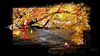 Autumn Canvas, river, creek, fall, tree, Firefox theme, ducks, leaves, mallard, autumn HD wallpaper