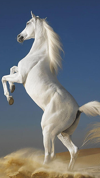 7, Animal horse, s and tablets, Beautiful horse HD phone wallpaper