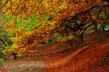 Nature, Trees, Autumn, Forest, Foliage HD wallpaper