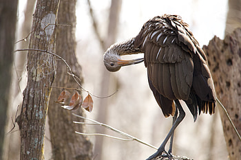 Brown Limpkin — Wildlife Nature, Animal HD wallpaper