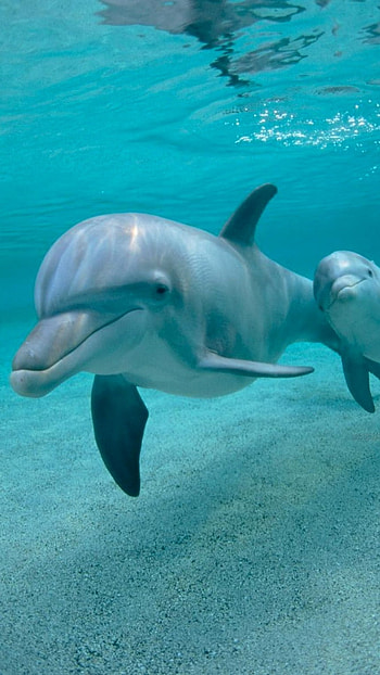 Dolphin, Cute HD phone wallpaper