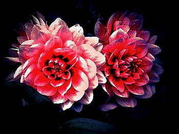 Flower Of The Night, nature, flowers, abstract flower, flower HD wallpaper
