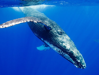 DIVING HUMPBACK WHALE, whale, mammal, humpback whale, under water, diving, ocean HD wallpaper