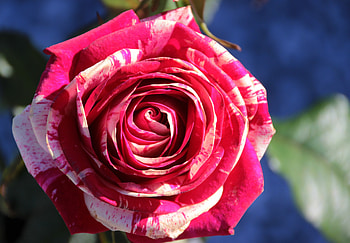 Flowers, Macro, Rose Flower, Rose, Petals, Bud HD wallpaper