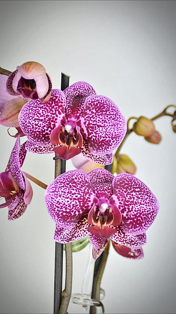 Orchid, Purple Flower HD phone wallpaper