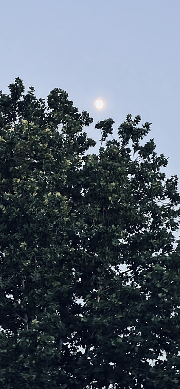 Moon and Tree, aesthetic, evening, nature, tree, moon HD phone wallpaper