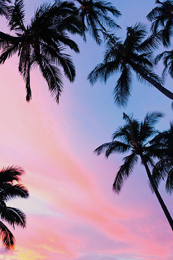Palms, Trees HD phone wallpaper