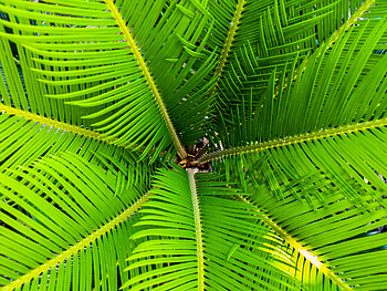 Nature, Leaves, Palm, Branches HD wallpaper